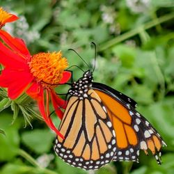 Buffalo and Erie County Botanical Gardens