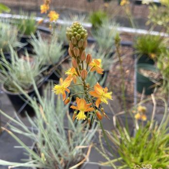 Mari's Gardens - Nurseries & Gardening Near Me - Mililani, Hawaii