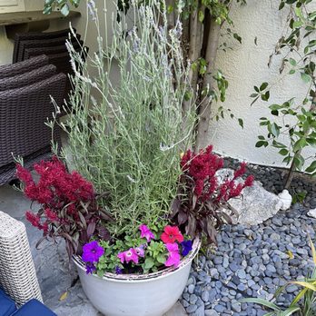 Moreno Garden Service - a potted plant with purple and red flowers - Landscaping Near Me