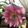 Photo of King's Greenhouse