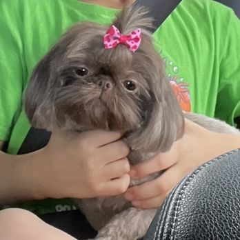 PetSmart - Pickles, groomed by Emmery. - Pet Stores Near Me - Garden Grove, California