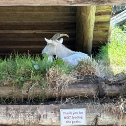 Goats of the roof! Goats of the roof!