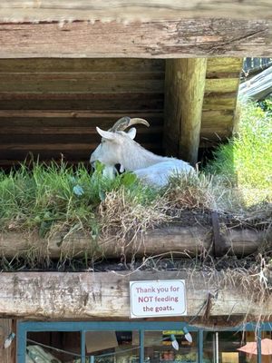 Old Country Market - Goats on Roof by null