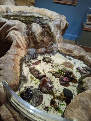 Santa Cruz Museum of Natural History by null