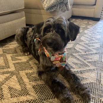 Woof Pack Grooming - Pet Groomers Near Me - Camarillo, California Woof Pack Grooming - Pet Groomers Near Me - Camarillo, California
