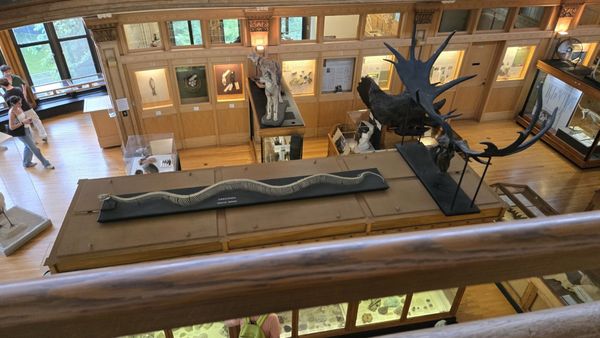 Redpath Museum by null