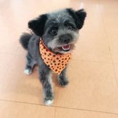 pampered paws brooklyn