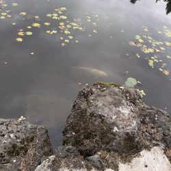 On the River Golf & RV Resort - Koi pond