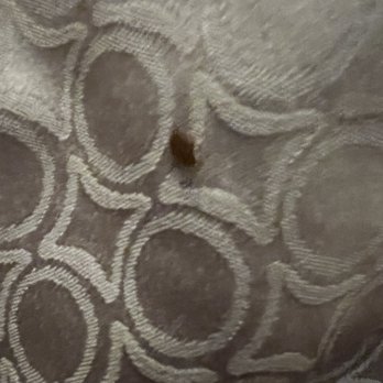 Branson King Resort and Suites - Bed bugs - Resorts Near Me - Branson, Missouri Branson King Resort and Suites - Bed bugs - Resorts Near Me - Branson, Missouri