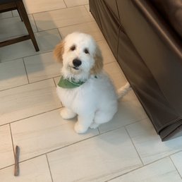 Goldendoodle Goldendoodle