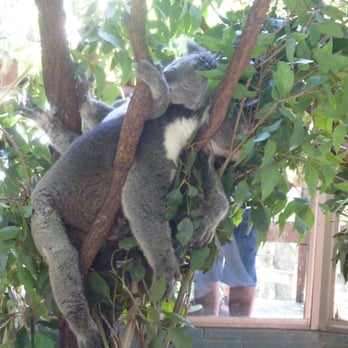 Koala Park Sanctuary - Zoos Near Me - West Pennant Hills, NSW Koala Park Sanctuary - Zoos Near Me - West Pennant Hills, NSW