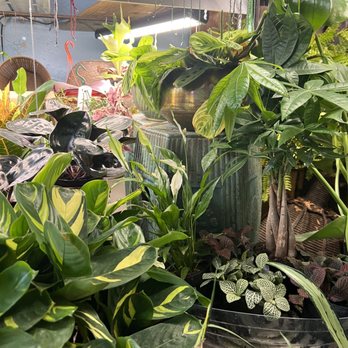 Green - Florists Near Me - Chicago, Illinois