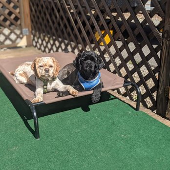 Four Paws Kingdom Campground - Sunbathing on the deck - Campgrounds Near Me - Rutherfordton, North Carolina