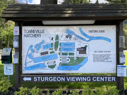 Bonneville Fish Hatchery by null