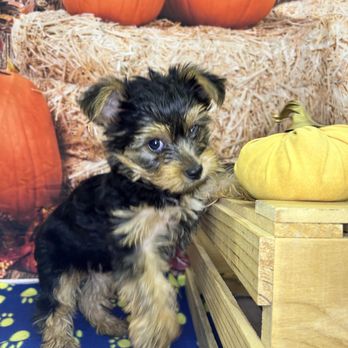 Petland Hilliard - Puppy love - Pet Stores Near Me - Hilliard, Ohio Petland Hilliard - Puppy love - Pet Stores Near Me - Hilliard, Ohio