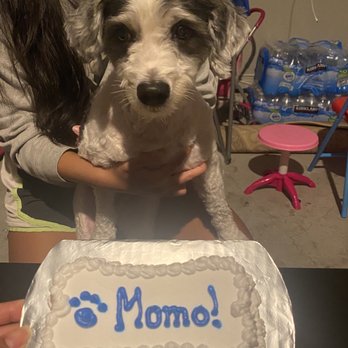 Redondo Dog - Pet Services Near Me - Carson, California