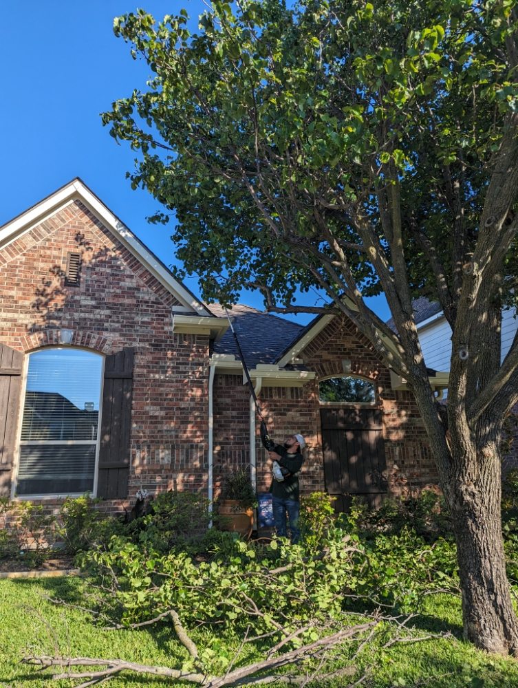 Squirrel Tree Service - tree service in Dallas, TX