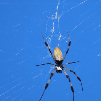 Highland Oaks Park - Golden silk spider - Parks Near Me - Miami, Florida Highland Oaks Park - Golden silk spider - Parks Near Me - Miami, Florida