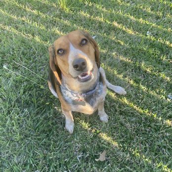 Peace Love Dogs - Pet Training Near Me - Houston, Texas Peace Love Dogs - Pet Training Near Me - Houston, Texas