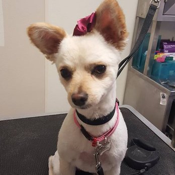High Standards Pet Salon - Pet Groomers Near Me - Merced, California High Standards Pet Salon - Pet Groomers Near Me - Merced, California