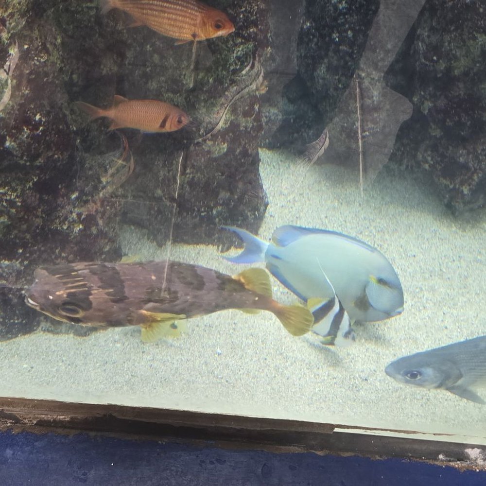 Maui Ocean Center - Aquariums Near Me - Wailuku, Hawaii Maui Ocean Center - Aquariums Near Me - Wailuku, Hawaii