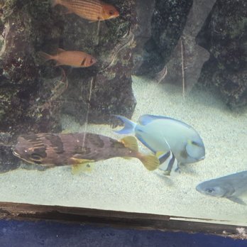 Maui Ocean Center - Aquariums Near Me - Wailuku, Hawaii Maui Ocean Center - Aquariums Near Me - Wailuku, Hawaii