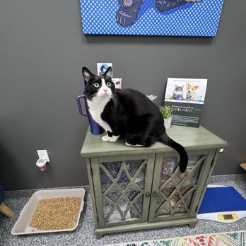 PetVet 365 - My cat making herself at home in the dedicated "Cat Room" - Veterinarians Near Me - Cranberry Township, Pennsylvania PetVet 365 - My cat making herself at home in the dedicated "Cat Room" - Veterinarians Near Me - Cranberry Township, Pennsylvania
