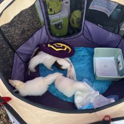 Safety Harbor's Market on Main - Skunks!