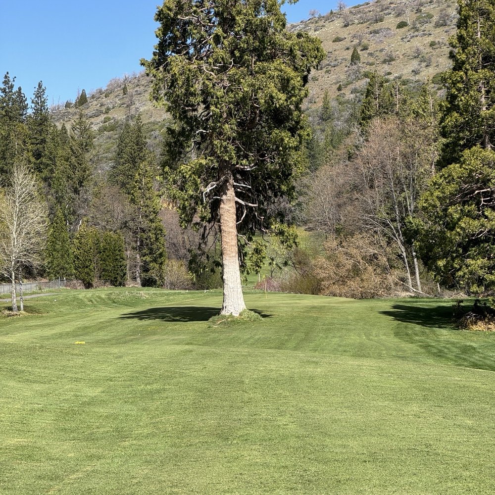 Weed country club hole 7 a par 5 with a big tree right in the middle of the fairway. Weed country club hole 7 a par 5 with a big tree right in the middle of the fairway.