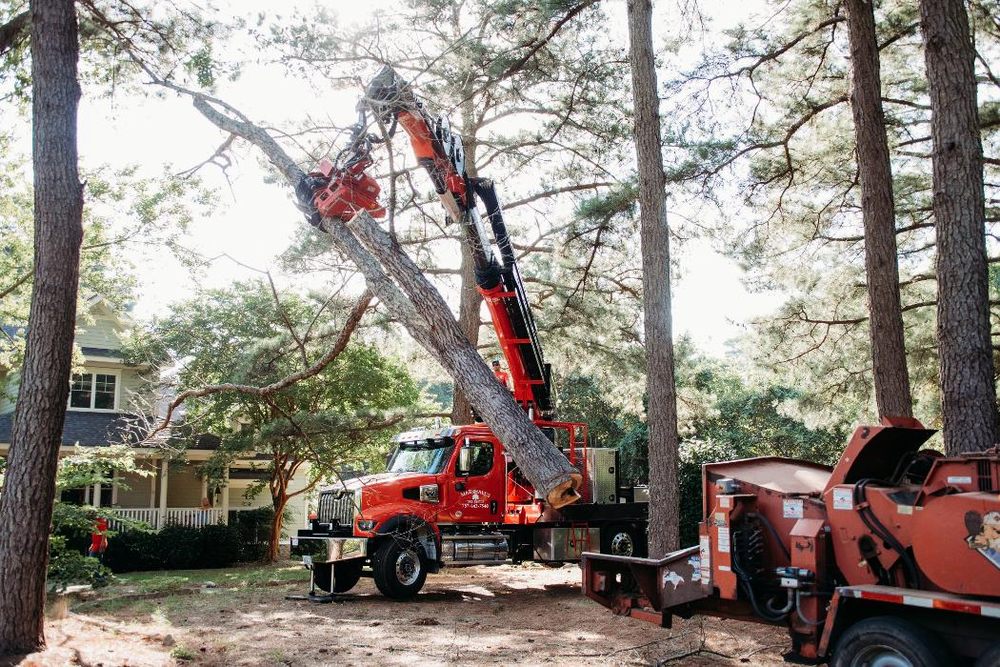 Marshall's Tree Service - tree service in Virginia Beach, VA