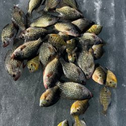 Kathy's Live Bait - Fish caught of joes sporting good. They always open when say