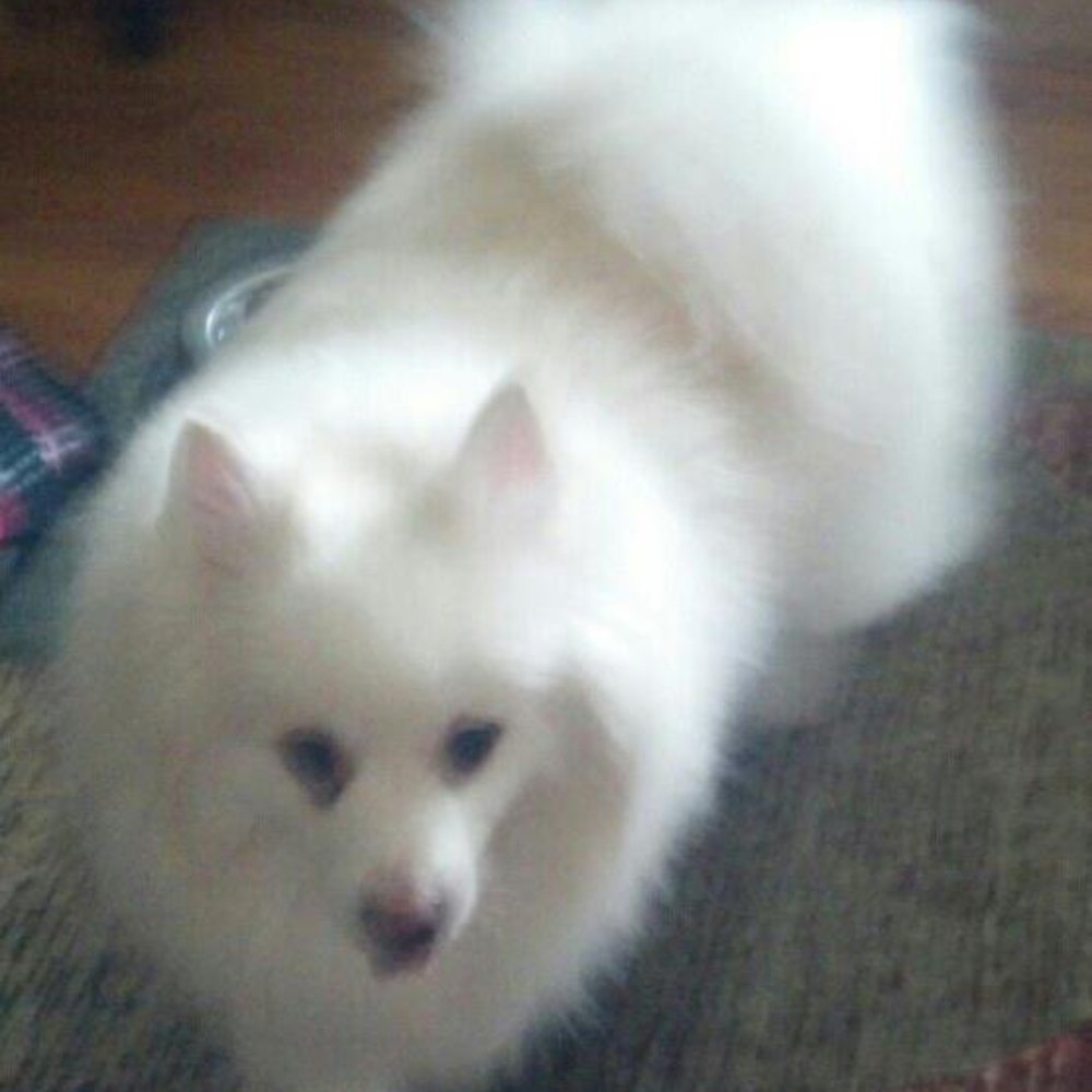 Canine Designs - This is Neiko..he has been a client since 2010 and loves it there! - Pet Groomers Near Me - Painesville, Ohio