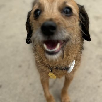 Comfy Home - Pet Boarding Near Me Comfy Home - Pet Boarding Near Me