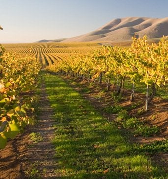 Cambria Winery by null