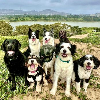 ABC Dogs - Dog Walkers Near Me ABC Dogs - Dog Walkers Near Me