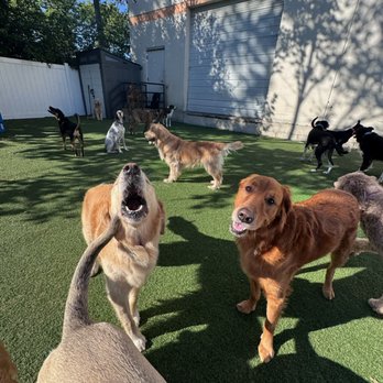 Dogtopia - Dog Daycare - Pet Groomers Near Me - Downers Grove, Illinois