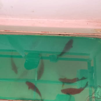 Go Baja's Tours - Fishies! - Tours Near Me - Cabo San Lucas, BCS Go Baja's Tours - Fishies! - Tours Near Me - Cabo San Lucas, BCS