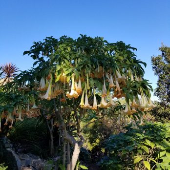 Wendy Whiteley's Secret Garden - Parks Near Me - Sydney, NSW