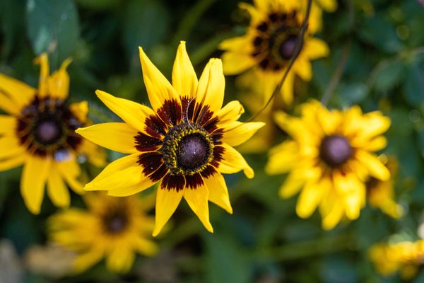 Coastal Maine Botanical Gardens by null