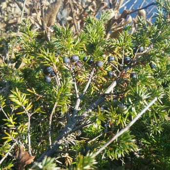 Cliff Walk - Wild blueberries on the coast of Maine. - Hiking Near Me - York, Maine