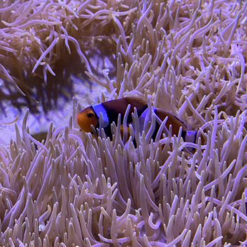 Seattle Aquarium - Aquariums Near Me - Seattle, Washington Seattle Aquarium - Aquariums Near Me - Seattle, Washington