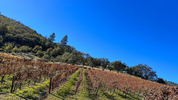 Weisinger Family Winery by null