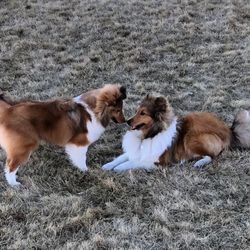 Grooming Splendor - Lewis sitting nose to nose with his sister Bonnie.