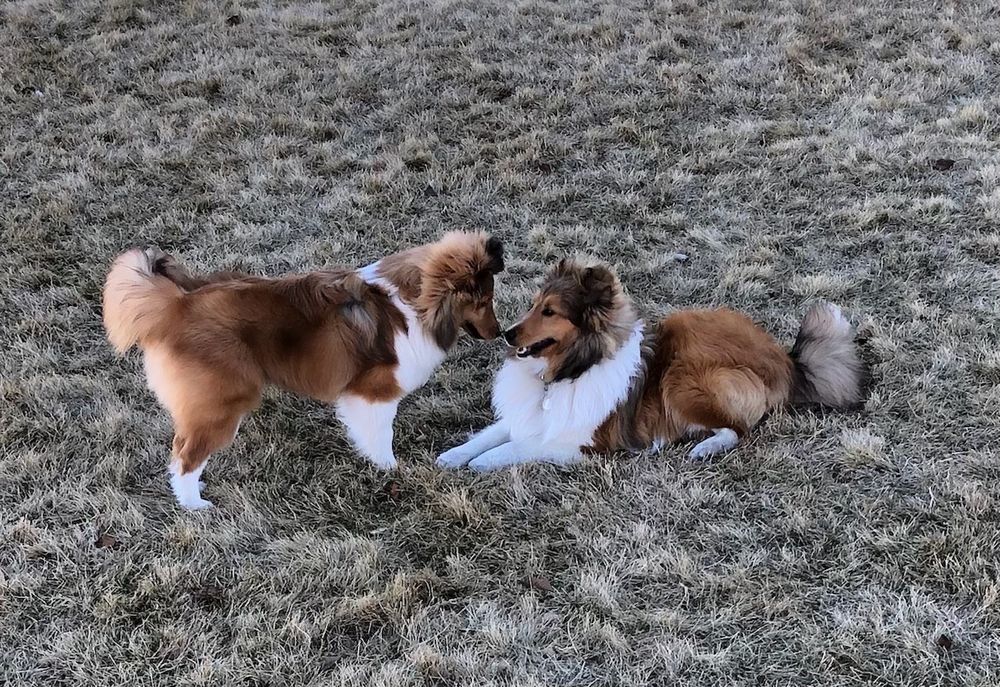 GROOMING SPLENDOR Updated July 2024 18 Photos 736 SW 7th St