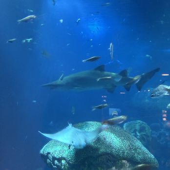 Tennessee Aquarium - sharks - Aquariums Near Me - Chattanooga, Tennessee Tennessee Aquarium - sharks - Aquariums Near Me - Chattanooga, Tennessee