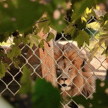 Zootastic Park - A very sad lion we literally prayed for him - Zoos Near Me - Troutman, North Carolina Zootastic Park - A very sad lion we literally prayed for him - Zoos Near Me - Troutman, North Carolina