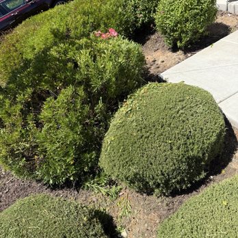 Lawn Care Up - Showing all the bark that is gone. - Lawn Services Near Me - Sacramento, California Lawn Care Up - Showing all the bark that is gone. - Lawn Services Near Me - Sacramento, California