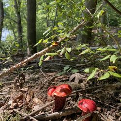 Sandy Run Regional Park - Mushrooms
