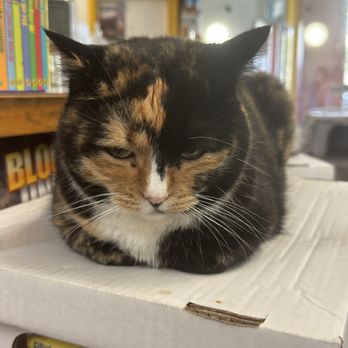 Twice Sold Tales - Used Bookstore Near Me - Seattle, Washington Twice Sold Tales - Used Bookstore Near Me - Seattle, Washington