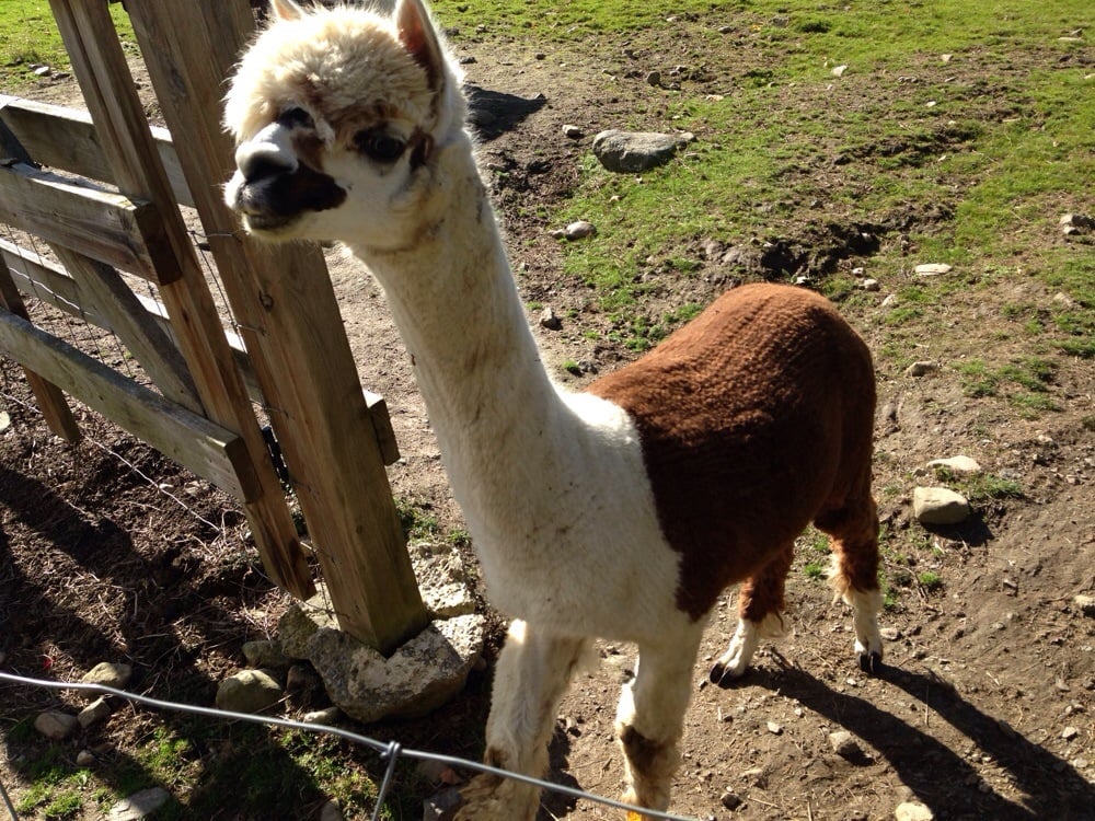 SOUTHWIND FARMS Updated September 2024 16 Photos 223 Morris Town